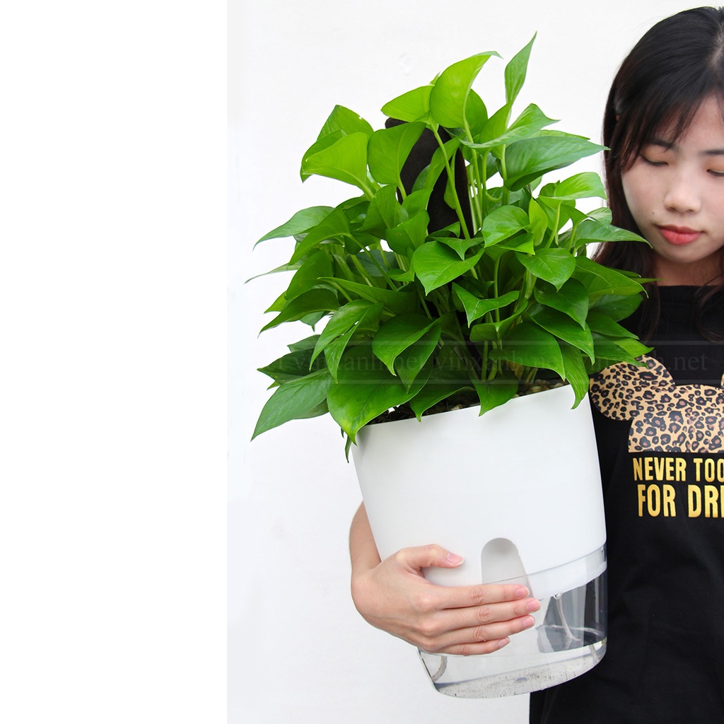 Chậu cây thông minh tự tưới nước/chậu nhựa 2 lớp cao cấp đường kính 15cm/ trồng cây xanh để bàn văn phòng hiện đại
