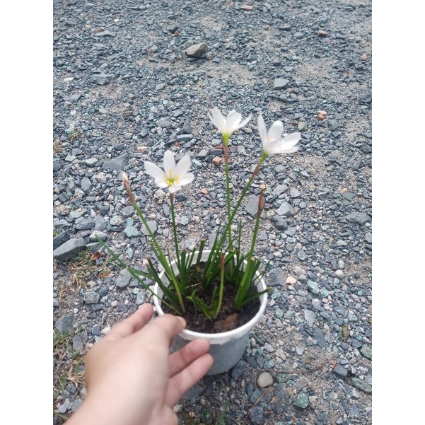 Chậu hoa huệ mưa lily màu hồng ngọt ngào