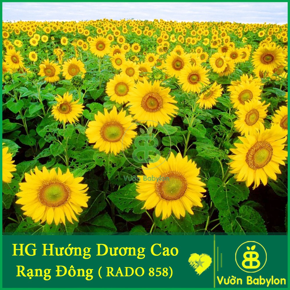 Hạt Giống Hoa Hướng Dương Cao, Siêu Bông, Nhụy Vàng 1G