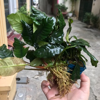 Ráy cafe thuỷ sinh