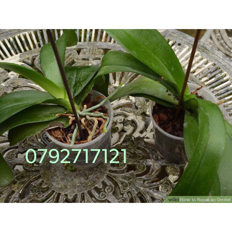 1 KG Vỏ thông nhập Orchiata Newzealand, chất lượng châu Âu size 9-12mm