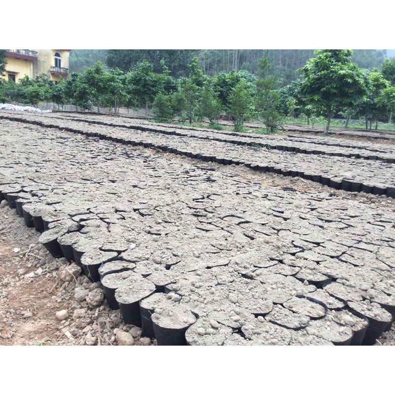 sét 5 cái bầu ươm cây mã 16*14( hàng dày )