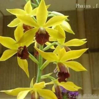 COMBO 3 CỦ GIỐNG ĐỊA LAN hạc đỉnh vàng tây bắc - HDV