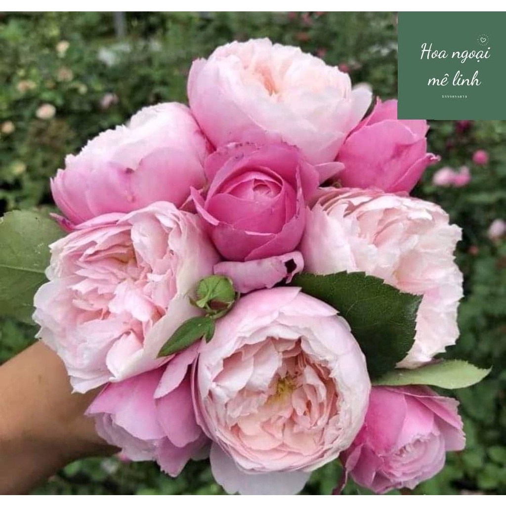 Hoa hồng ngoại Plume Rose cánh cúp trứng siêu to-Hoangoaimelinh