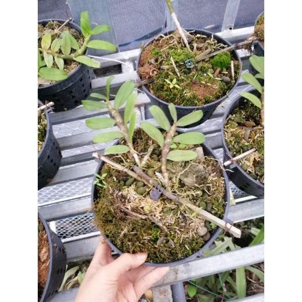 1 chậu phi điệp tím Cao Bằng, mặt hoa đẹp. 1chậu như hình