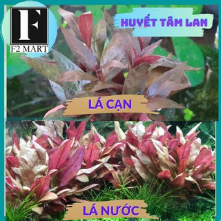 Huyết Tâm Lan-Cây Thủy Sinh Cắt Cắm [LÁ CẠN]