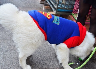 ÁO SUPERMAN