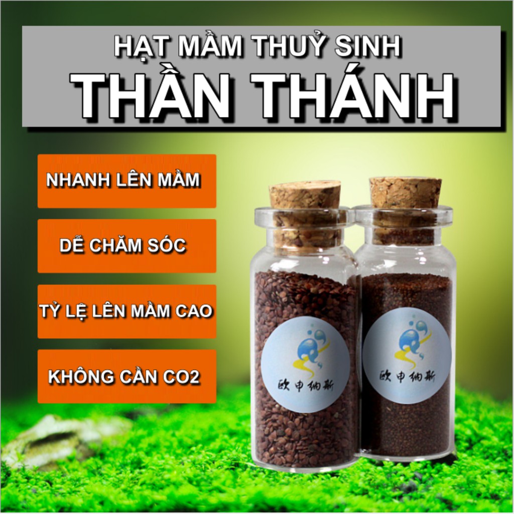 Hạt Mầm Thuỷ Sinh - Hạt Mầm Thần Thánh