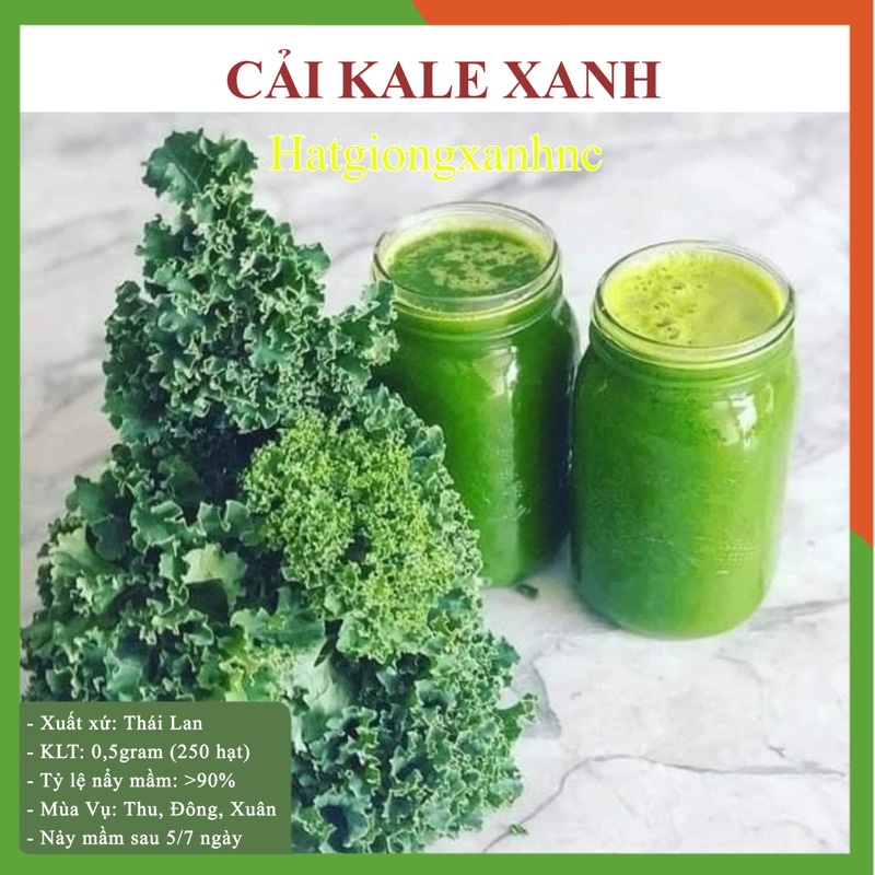 Hạt Giống Cải Kale Xanh chịu nhiệt (cải xoăn xanh) gói 150 hạt Rau củ quả trồng thùng xốp ban công sân thượng.