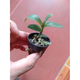 Hoa phong lan phi điệp lộc bắc gieo hạt