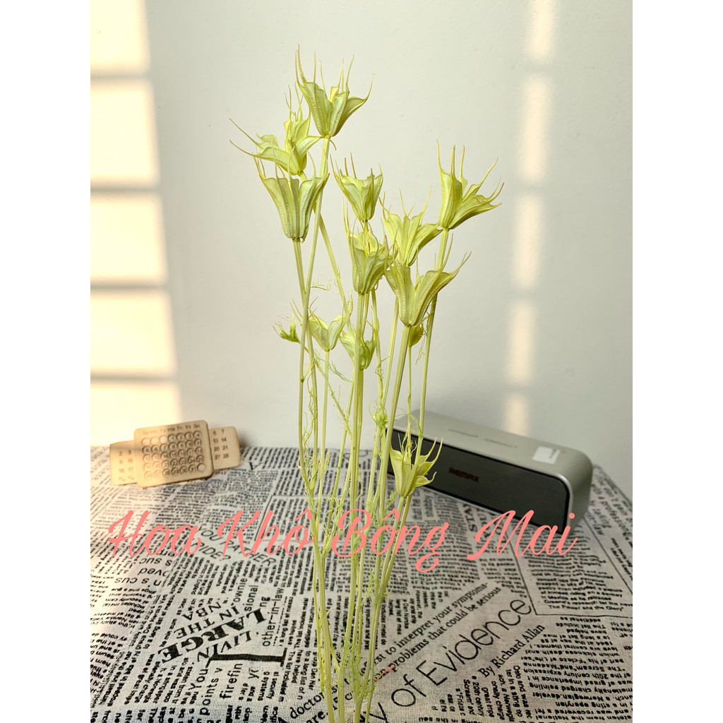 🌸Loại đẹp 🌸 Hoa khô NIGELLA, HOA VỪNG, HOA BÁT GIÁC màu XANH NHẠT decor trang trí
