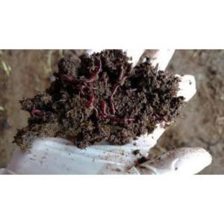 1kg phân Trùng Quế trồng cây 🌲