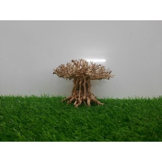 Lũa nấm bonsai cấy rêu hồ cá