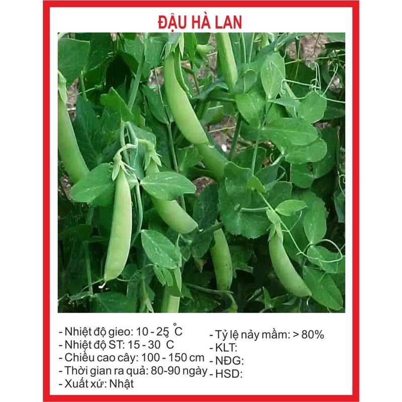 Hạt giống Đậu Hà Lan 50gr
