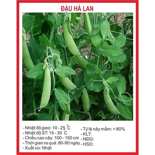Hạt giống đậu hà lan 50gr