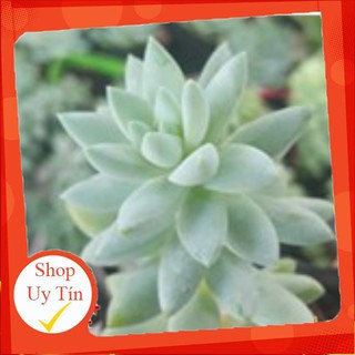 sen đá Chuỗi ngọc đứng trắng🍏 |FREESHIP| 🔥 XỨ NÓNG, ĐÃ THUẦN KHÍ HẬU, KHOẺ ĐẸP 🍏 LỖI 1 ĐỔI 1