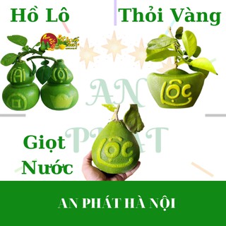 (Loại Dày 5 li) Tổng hợp các Khuôn Tạo Hình Trái Cây Thỏi Vàng, Giọt Nước, Hồ Lô dùng cho bưởi, dưa vàng, đào tiên...