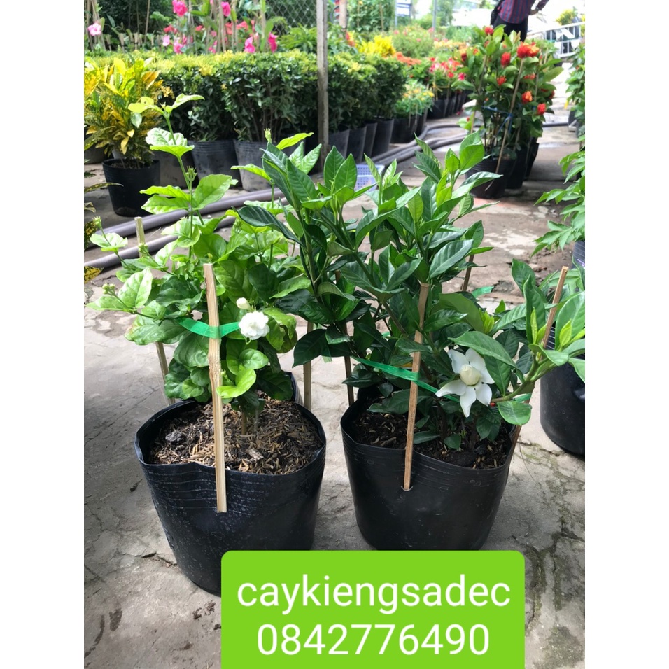 Caykiengsadec-cl Combo dành dành lài trà+tặng phân bón cho cây-hoa lá cây kiểng-
