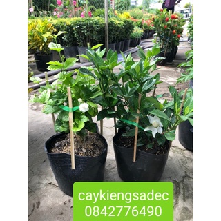 Caykiengsadec-cl Combo dành dành lài trà+tặng phân bón cho cây-hoa lá cây kiểng-