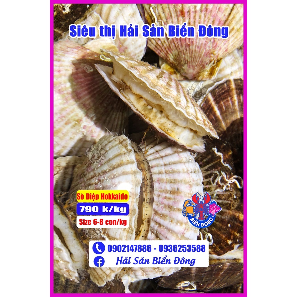 SÒ ĐIỆP HOKKAIDO sống từ 6 đến 8 con/kg có hỗ trợ sơ chế, sản phẩm của Hải Sản Biển Đông ở Hà Nội