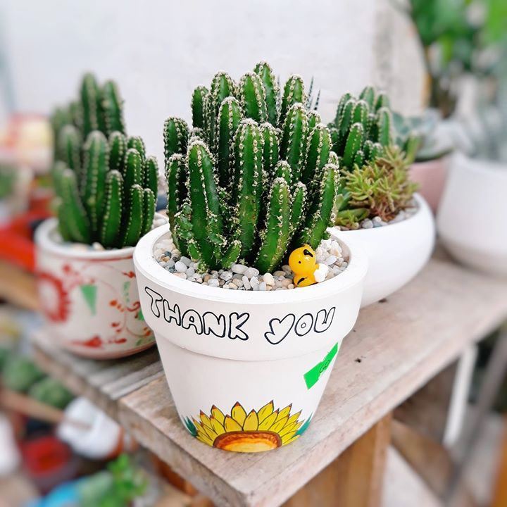 Xương Rồng Thanh Sơn Bụi To, Chưa kèm Chậu