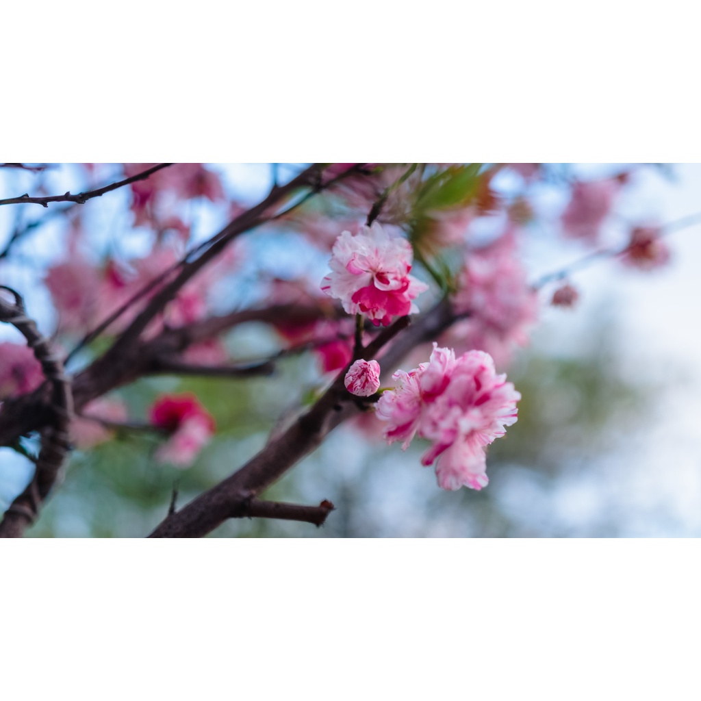 Ống kính máy ảnh Rokinon/Samyang 35mm f1.4 MF Canon  - 10673