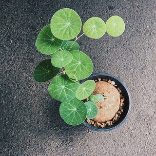 Củ Bình Vôi Chuẩn Thái Lá Tròn Đã Lên Mầm - Củ Stephania Erecta Có Lá Mua Về Chơi Ngay