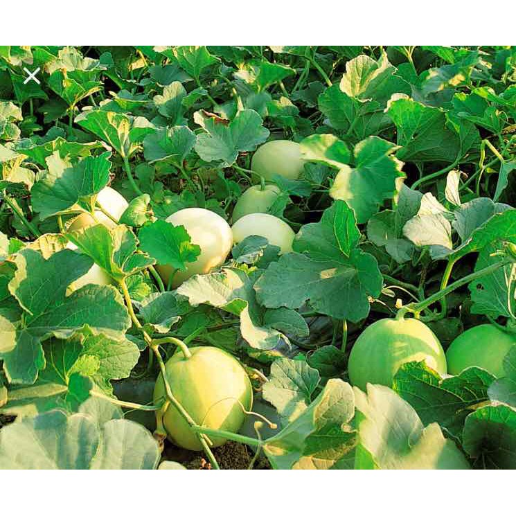 HẠT GIỐNG DƯA LÊ NGÂN HƯƠNG - GÓI 1 GRAM