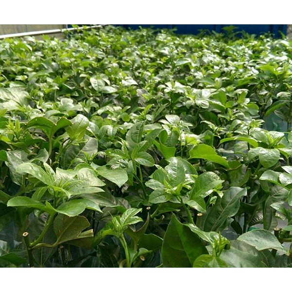 CÂY GIỐNG Chanh dây ngọt Colombia
