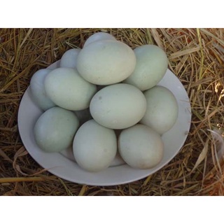 Trứng vịt tươi vỉ 10 trứng (giao hàng từ 6h sáng đến 12h trưa)