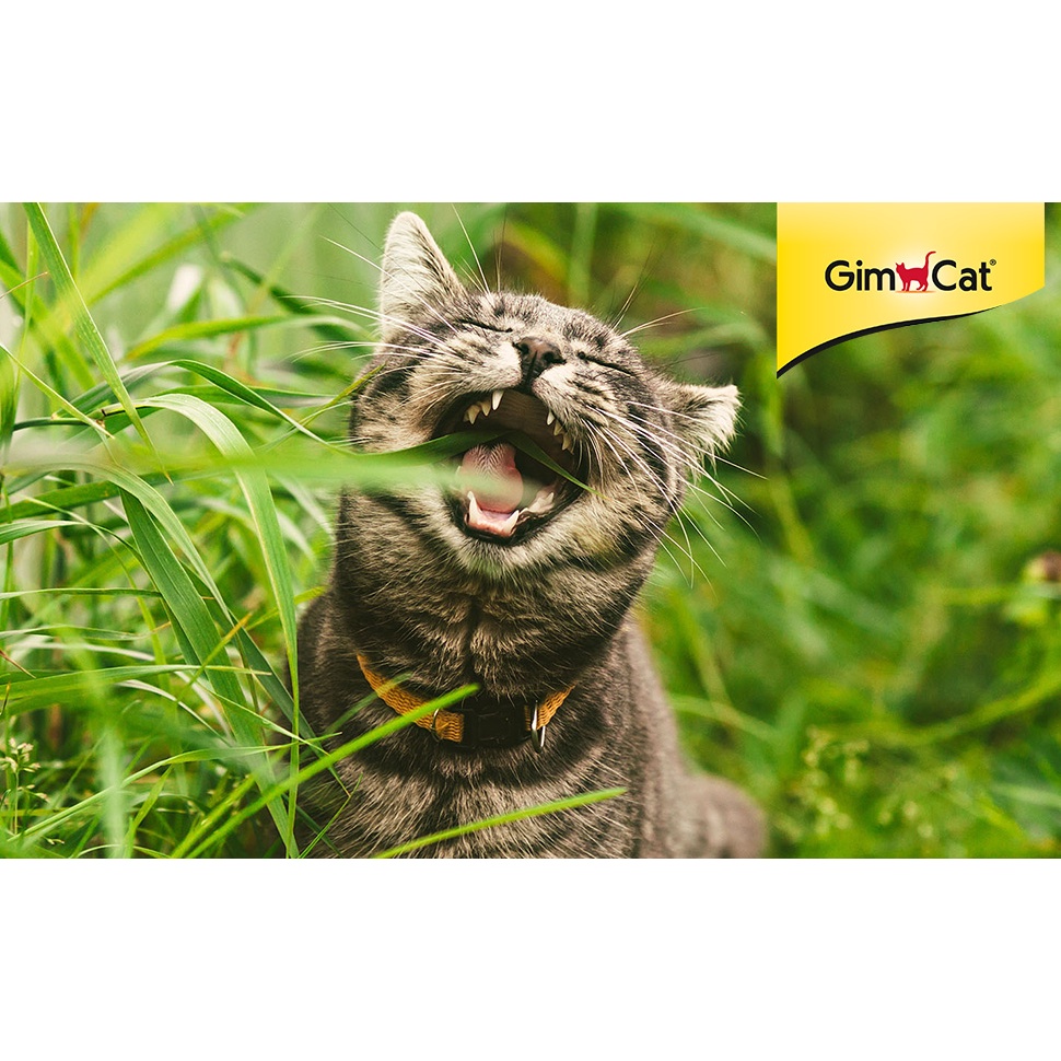 Bộ trồng cỏ mèo Gimcat Hydro-Gras, Soft-Gras, Katzen-Gras siêu dễ trồng không dùng đất - Gimcat Hydro-Gras