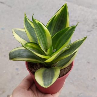 Lưỡi hổ Thái.
