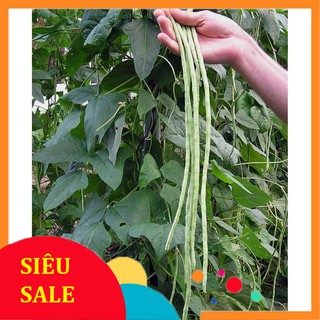 20g Hạt giống Đậu đũa (tặng gói kích nẩy mầm và hướng dẫn) VIETPHAT
