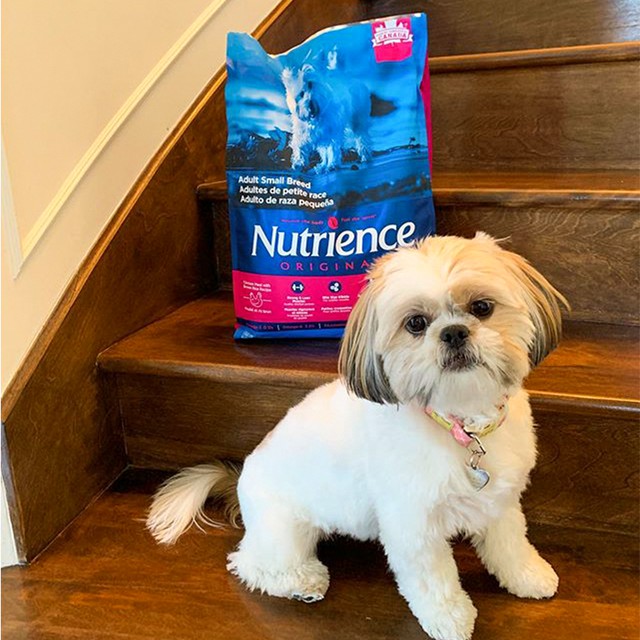 Thức Ăn Cho Chó Poodle Nutrience Bao 2,27kg Da Lông Bóng Mượt - Thịt Gà, Rau Củ Quả Trái Cây