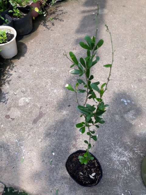 Chậu cây linh sam lá trung siêng hoa