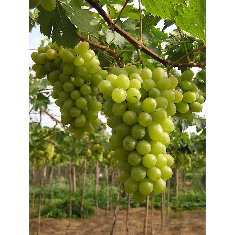Hạt giống nho xanh (tặng kèm phân)