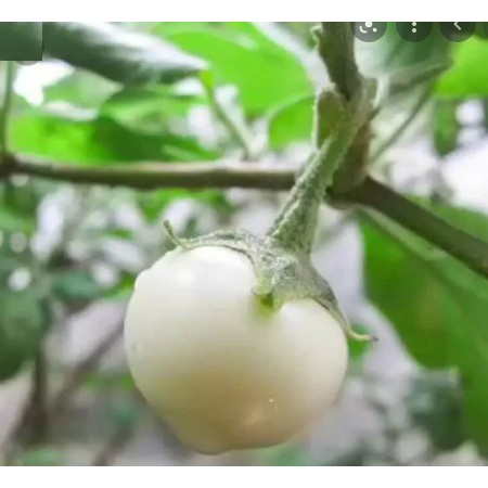 HẠT CÀ PHÁO TRẮNG TRÁI LỚN F1 - GÓI 1 GRAM