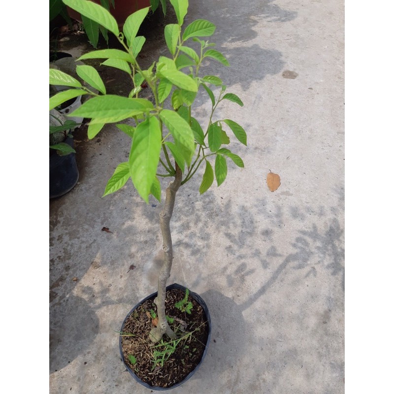 Cây bông chúa thái, sứ thơm
