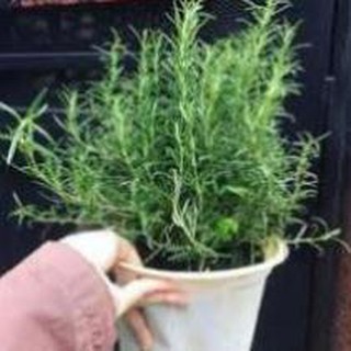 100 hạt giống hương thảo đuổi muỗi