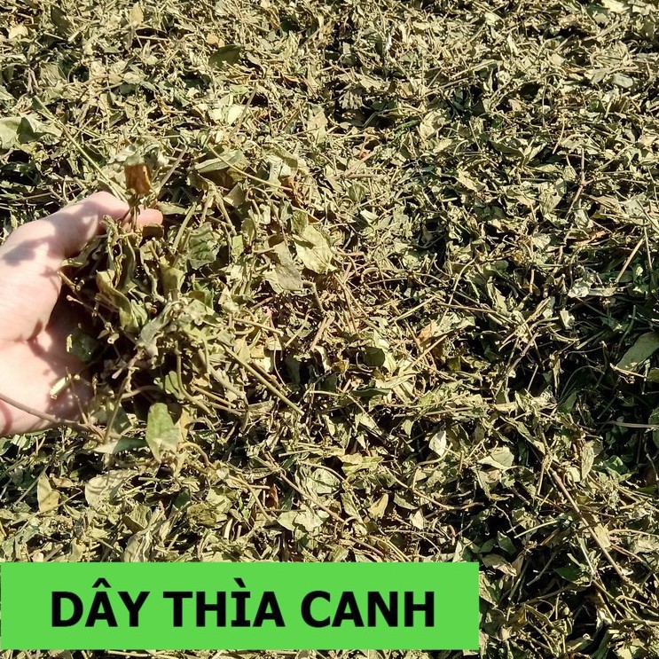 1KG DÂY THÌA CANH KHÔ HÀNG CHUẨN LOẠI 1 XANH THƠM