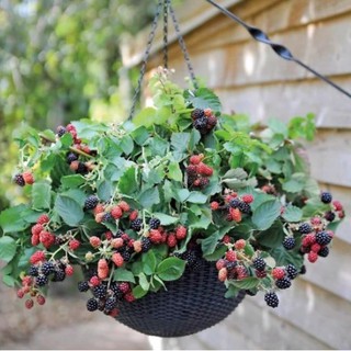  Hạt mâm xôi đen Phúc bồn tử đen