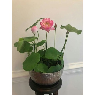 hạt giống sen mini nhật nhiều màu