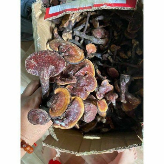 Nấm lim xanh rừng tự nhiên hỗ trợ ung thư, tiêu đường, điều hòa huyết áp, tăng cường sức khỏe 1kg | BigBuy360 - bigbuy360.vn