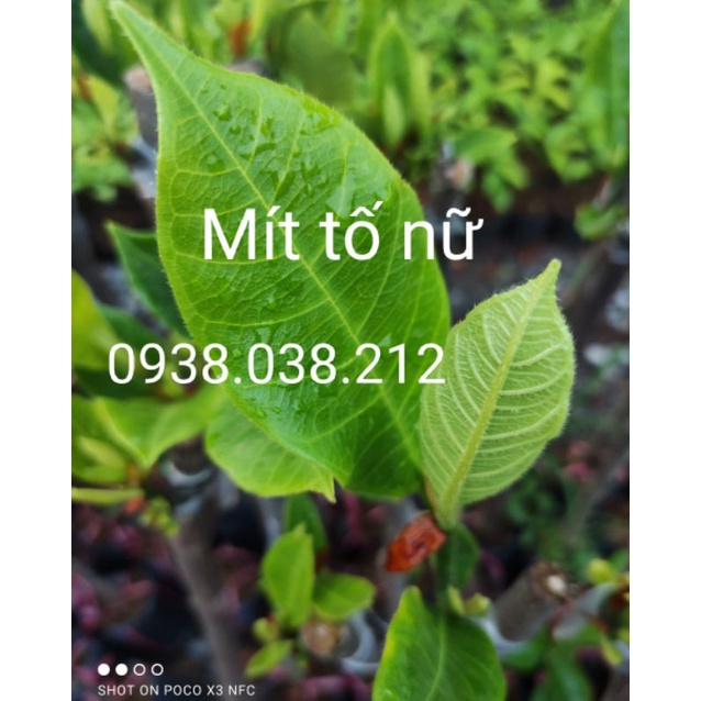 CÂY MÍT TỐ NỮ