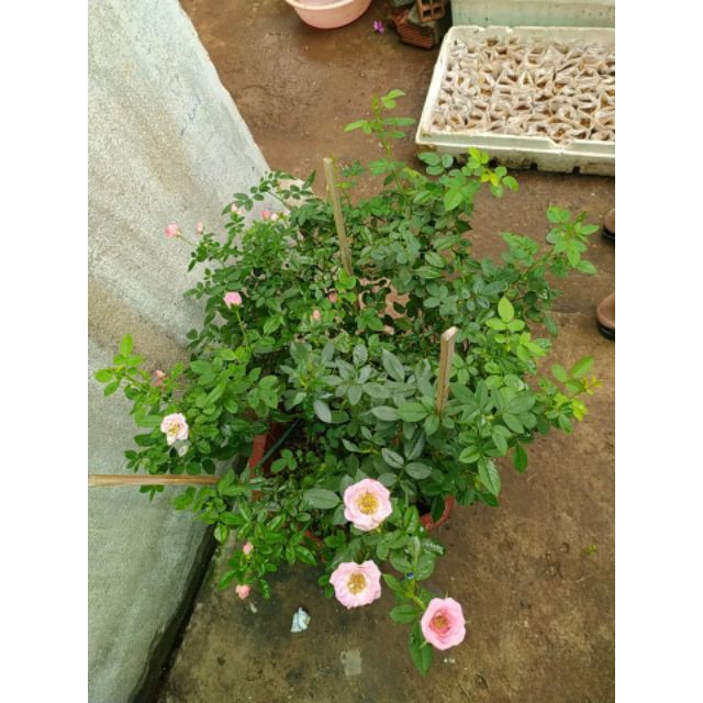 5kg Đất Đỏ Bazan