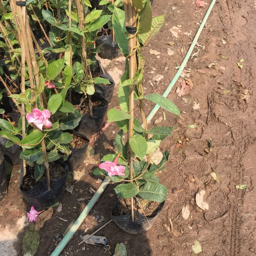 Cây Hoa Hồng Anh Leo Giàn Chiều Cao 50cm Hoa Quanh Năm