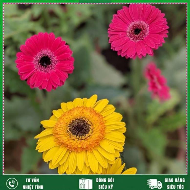 Phân ATONIK Nhật Bản kích thích phát triển cây trồng, Hoa hồng, hoa cúc, hoa lan, rau màu Nhất Việt