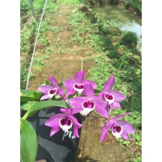 Trầm tím cây giống