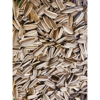 Hướng dương tươi size to hàng Ý gói 1kg dành cho Vẹt