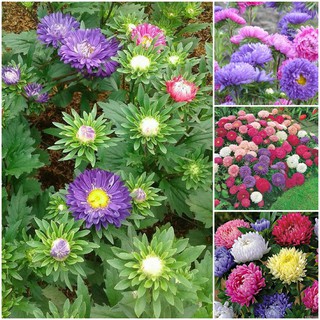 Hạt GIỐNG HOA CÚC ĐÀI LOAN NHIỀU MÀU DỄ TRỒNG F1 Gói 50 Hạt